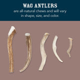 Wag Dog Deer Antler Chew, Naturally Shed, Whole, 9 - 10.5 inches, Long Lasting for Aggressive Chewers, X-Large, Best for Dogs over 45 lbs
