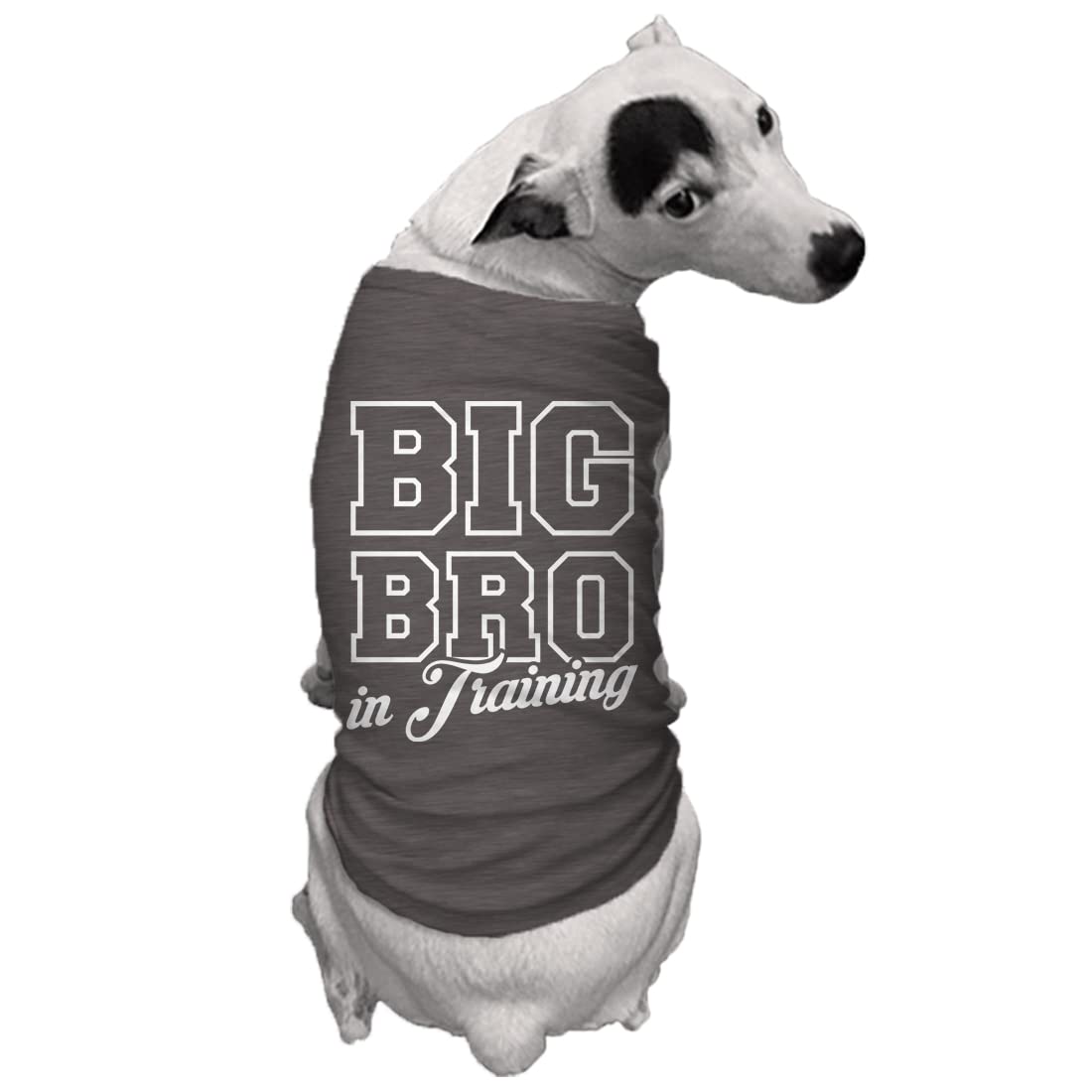 Big Bro in Training - Brother Sibling Dog Shirt (Dark Gray, Large)