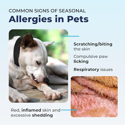 Vetnique Dermabliss Chlorhexidine for Dogs Skin Health Antibacterial Wipes for Dogs for Infections, Irritation & Redness Relief (Skin Wipes, 50 Count)