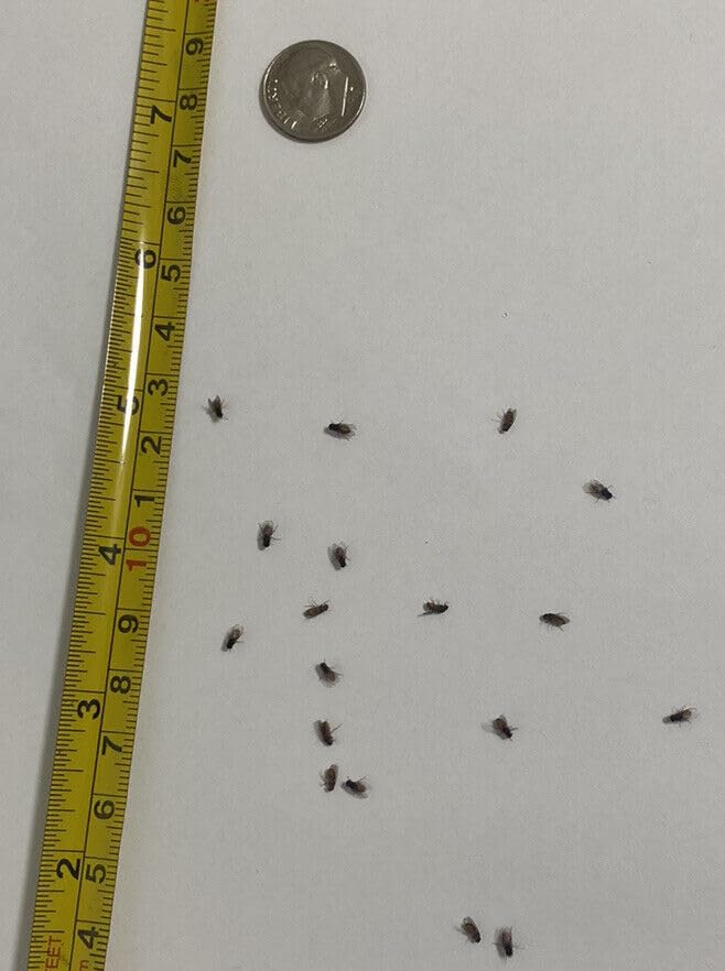 BugBoy4Ever Flightless (Drosophila hydei) Fruit Fly Culture - *Newly inoculated*