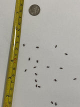 BugBoy4Ever Flightless (Drosophila hydei) Fruit Fly Culture - *Newly inoculated*