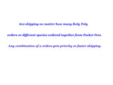 Pocket Pets Springtail Eggs and Dwarf White Isopods in Living Bioactive Soil Clean Up Crew Bundle Reptile and Amphibian Food Order only if Your 5 Day Forecast Temps are Between 20 and 95