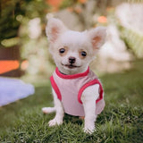 4 Pieces Dog Clothes for Small Dogs Girl Boy Summer Puppy Clothes for Chihuahua Yorkie Soft Cute Pattern Dog Shirt Spring Pet Cat Clothing Pink Rose Red Green XXS~M (Pink,Rose,Black,Grey, Medium)