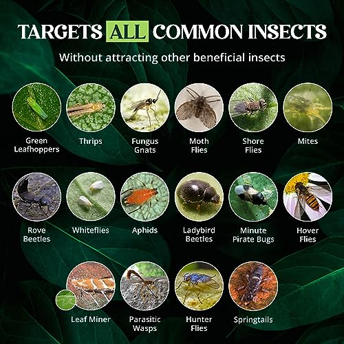 Catchmaster GRO Yellow Sticky Trap 72PK, Adhesive Outdoor Insect Trap, Protect Live Plants Indoor, Bug, & Fruit Fly Trap, Glue Traps for Home, Farm, Garden, Hydroponics, & Greenhouse, Pest Control