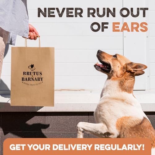 100% Natural Whole Pig Ear Dog Treat - 12 Pack Our Healthy Pig Ears Are Easy To Digest, Chemical & Hormone Free Thick Cut For Aggressive Chewers, Great Small Or Large Dogs