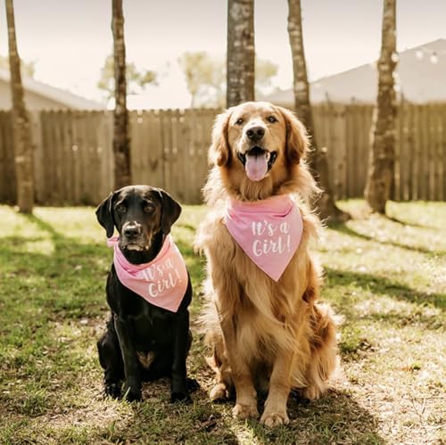 It's A Boy & It's A Girl Dog Bandana Set | Gender Reveal | Baby Announcement Photoshoot Prop | Baby Pink & Baby Blue | Pack of 2 | One Size (57) GB