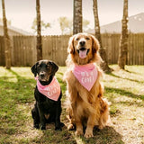 It's A Boy & It's A Girl Dog Bandana Set | Gender Reveal | Baby Announcement Photoshoot Prop | Baby Pink & Baby Blue | Pack of 2 | One Size (57) GB