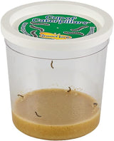 Insect Lore Butterfly Garden Kit, Painted Lady Butterfly Kit with Voucher for Live Caterpillars, Butterfly Habitat, STEM Journal & More