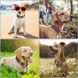 Adjustable Dog Collar with Airtag Holder: Durable Dog Collars, Soft Rubber Coated Webbing, Waterproof and Easy to Clean, for Small Medium Large Dogs(L|15"-19" × 1 in, Coca Mocha)