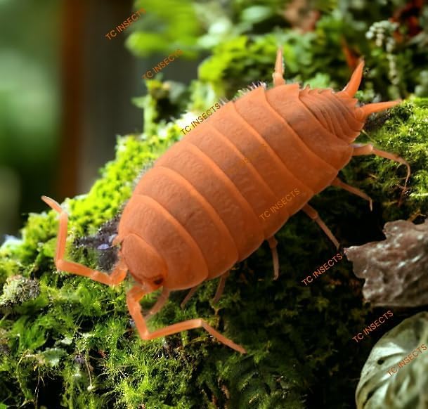 TC INSECTS 30 Count Powder Orange Isopods (Porcellionides Pruinosus) Bioactive Cleanup Crew & Reptile Food