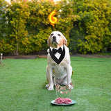 ADOGGYGO Formal Dog Tuxedo, Wedding Dog Bandana Collar with Bowtie, Adjustable Puppy Birthday Wedding Tux Outfit for Small Dogs Pets (S, Black)