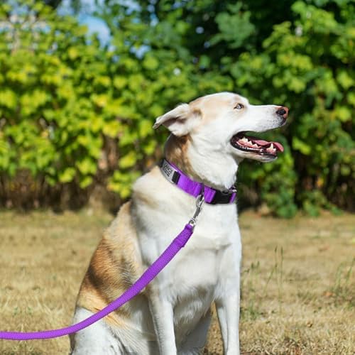 Joytale Personalized Dog Collars, Reflective Nylon Collar with Engraved Name Plate, Customized for Large Dogs, Purple, L