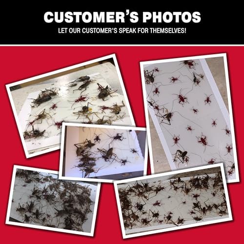 Catchmaster Cricket XL Giant Glue Boards 6-Pk, Adhesive Bug Catcher Cricket Traps Indoor, Sticky Trap for Inside Your Home, Bulk Insect Killer, Insect Traps for House & Garage, Pet Safe Pest Control