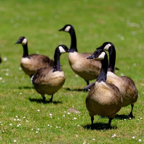 Enviro Protection Industries 190100 Goose Scram All Natural, Animal, People and Pet Safe Granular Repellent, Removed Attribution