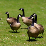 Enviro Protection Industries 190100 Goose Scram All Natural, Animal, People and Pet Safe Granular Repellent, Removed Attribution