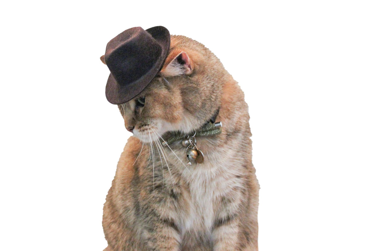 Indiana Jones Fedora for your Cat, Indiana Jones hat for Dog or Pet