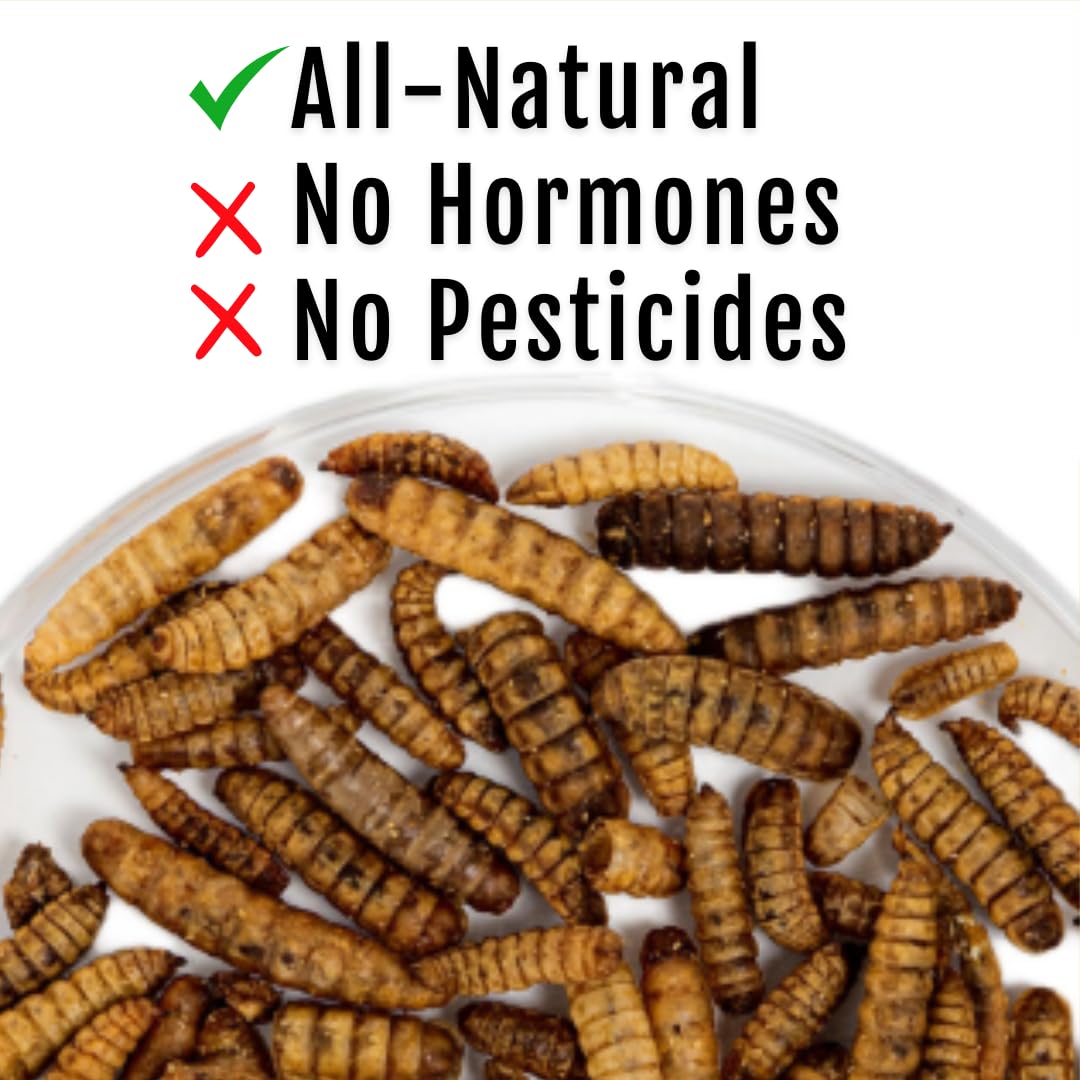 Buff Clucks Grub Fuel Black Soldier Fly Larvae for Chickens - Nutrient-Packed BSFL, Sustainably Sourced Snack for Poultry, Rich in Protein, Calcium, Fiber, Essential Fatty Acids, USA Grown (1LB)