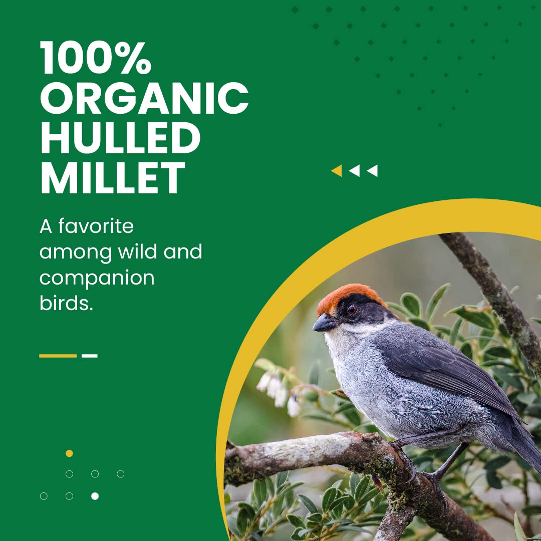 Bird Street Bistro Hulled Millet Bird Seed - Bird Food for Canary, Finches, Small Wild Birds - No Harmful Substances, No Fillers