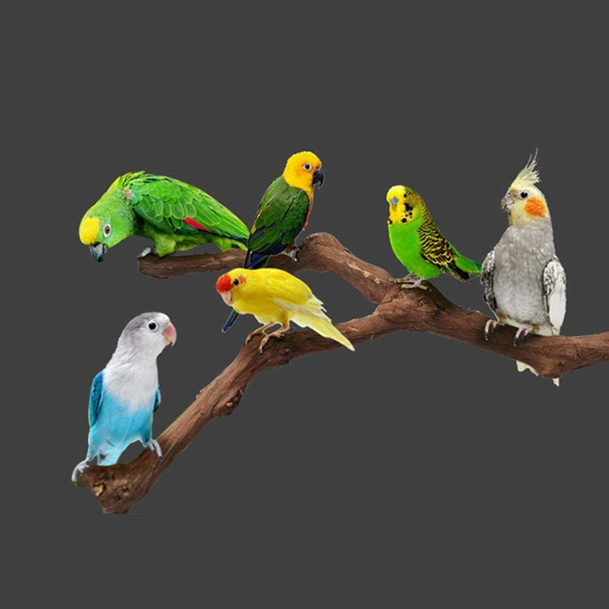 Allazone 5 PCS Natural Grape Stick Perch Swing Chewing Toys for Parrot Cages, Cockatiels, Parakeets, Finches - Bird Standing Stick