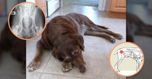 Load image into Gallery viewer, Extend Joint Care for Dogs
