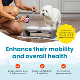 Paramount Pet Health Liquid Glucosamine for Small Dogs, 260mg Glucosamine Liquid for Dogs Joint Supplement for Mobility & Comfort, Easy-to-Use Liquid MSM & Chondroitin, 2 oz