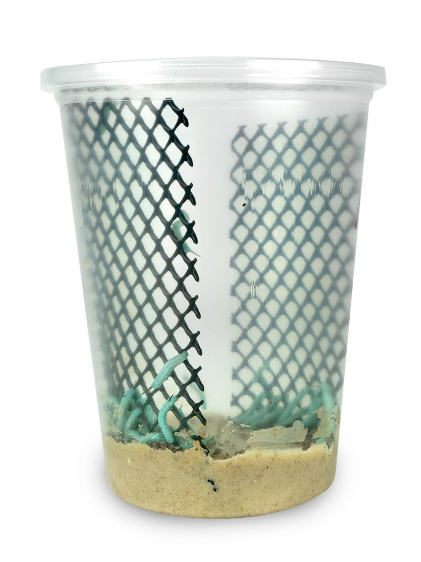 24ct Live Hornworms by DBDPet | Live Arrival is Guaranteed | Includes Attached Care Guide