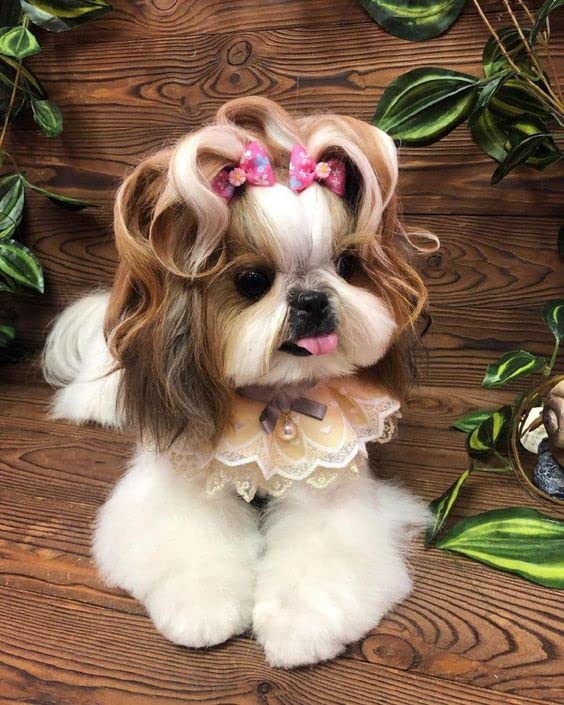 JpGdn 100pcs/50pairs Dog Hair Bows Grooming Bulk with Rubber Bands in Mixed Colors Radom Pattern Toknot Bowknot Elastic for Small Medium Doggy Puppy Yorkie Shih Girl Femal HairAccessories