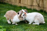 New Country Organics Rabbit Food Pellets - Essential Bunny Supplies - Corn-Free and Soy-Free - 15% Protein Rabbit Feed - Certified Organic and Non-GMO - 25 lbs