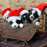 Beiabang 10 Pcs Dog Cat Pet Santa Hat Christmas Pet Costumes Santa Hat Pet Christmas Photo Props for Puppy Kitten Small Cats Dog