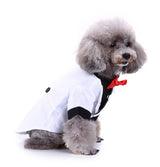 Black, White, Blue Dog Shirts for Wedding, Puppy Tuxedo, Dog Formal Wear, Doggie Tux, Suit and Tie Costume White Small