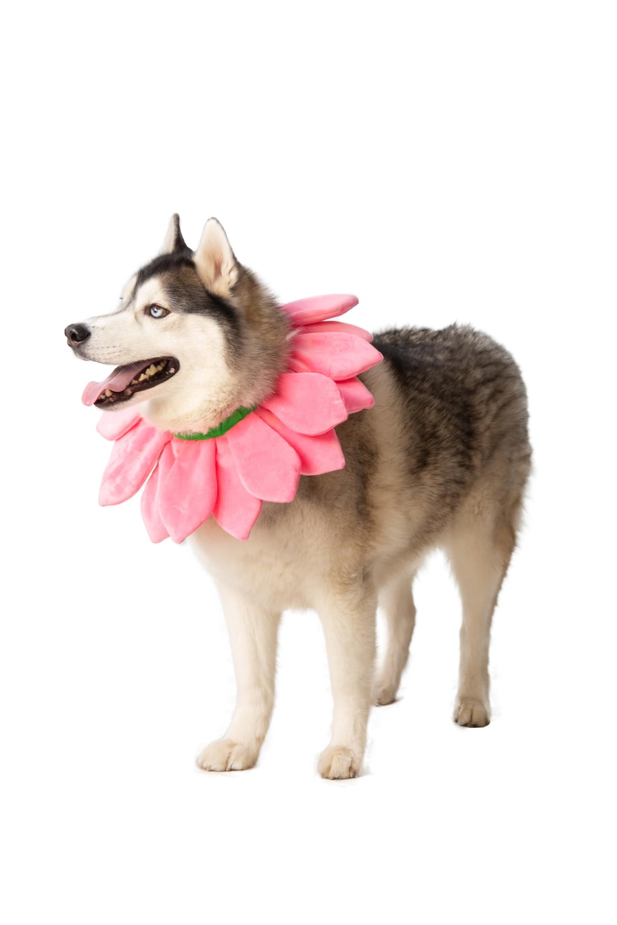 ComfyCamper Dog Pink Flower Neckpiece Costume - XS Small Medium XL XXL Bee Daisy Cosplay Halloween Costumes, S