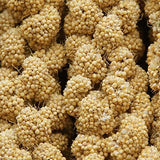 Jmxu's 2LB Spray Millet Treat for Birds Parakeets, Natural Sun-Dried Birds Millet for Cockatiel, Finches, Parrots, Hamster