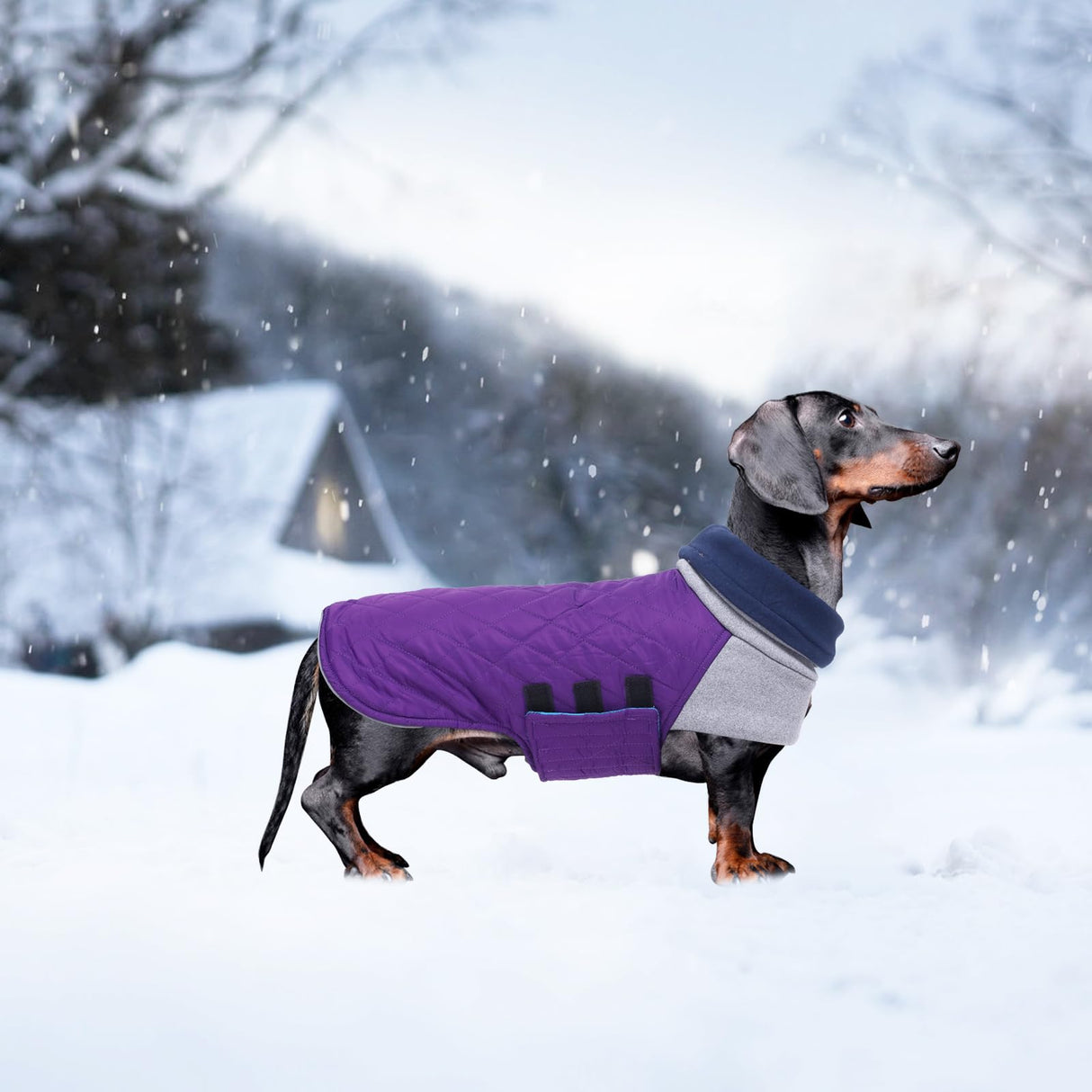Geyecete Dachshund Coat,Dachshund Winter Coat,Warm Waterproof Windproof, High Neckine String Holes Miniature Dachshund Jacket for Small Dog-Purple-L