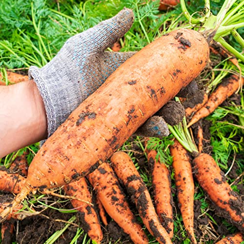 Big A Carrot Fertilizer and Root Vegetable Fertilizers – Premium Fertilizer for Carrots and Vegetable Garden – Organic Plant Food for Indoor and Outdoor Plants