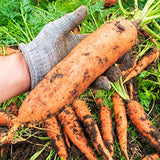 Big A Carrot Fertilizer and Root Vegetable Fertilizers – Premium Fertilizer for Carrots and Vegetable Garden – Organic Plant Food for Indoor and Outdoor Plants