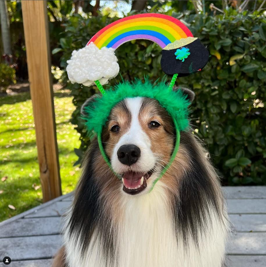 Midlee St. Patrick's Rainbow Pot of Gold Dog Headband Costume