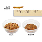 Mealworm Breeder Kit (Basic) - Breed Live Feeder Worms for Hedgehogs, Sugar Gliders, Reptiles, Wild Birds, Chickens, Lizards, Bearded Dragon, Skunks, Opossum, Fish, Turtles, Tortoises, Geckos