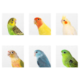 Hiceeden 2 Pack Parakeet Nest Box, Natural Wood Bird Nesting Box, Small Bird House Breeding Box for Budgie Lovebirds, Cockatiel, Parrots Mating, Aviary, 7.7×4.7×4.7 Inches