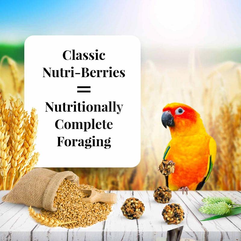 LAFEBER'S Classic Nutri-Berries Conure Food, Made with Non-GMO and Human-Grade Ingredients, for Conures (Classic 10 oz Pack of 2)