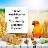LAFEBER'S Classic Nutri-Berries Conure Food, Made with Non-GMO and Human-Grade Ingredients, for Conures (Classic 10 oz Pack of 2)