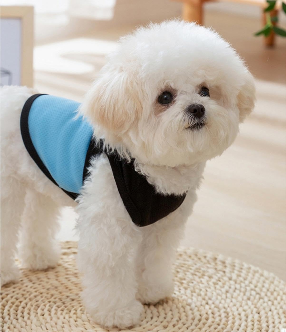 Generic Dog Shirts Pet T-Shirts Breathable Mesh Sleeveless Vest Summer Dog Clothes Pullover Lightweight Cat Clothes with Leash Ring Puppy Sweatshirt Outfits Dog Shirt for Small Dogs Boy Girl (Blue,S)