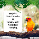 LAFEBER'S Tropical Fruit Nutri-Berries Conure Food, Made with Non-GMO and Human-Grade Ingredients, for Conures (Tropical Fruit 10 oz Pack of 2)