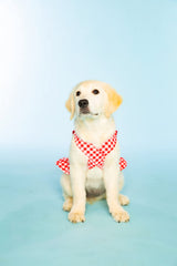 Doggy Parton Red Gingham Overalls Dress for Pets, Large (22120771)