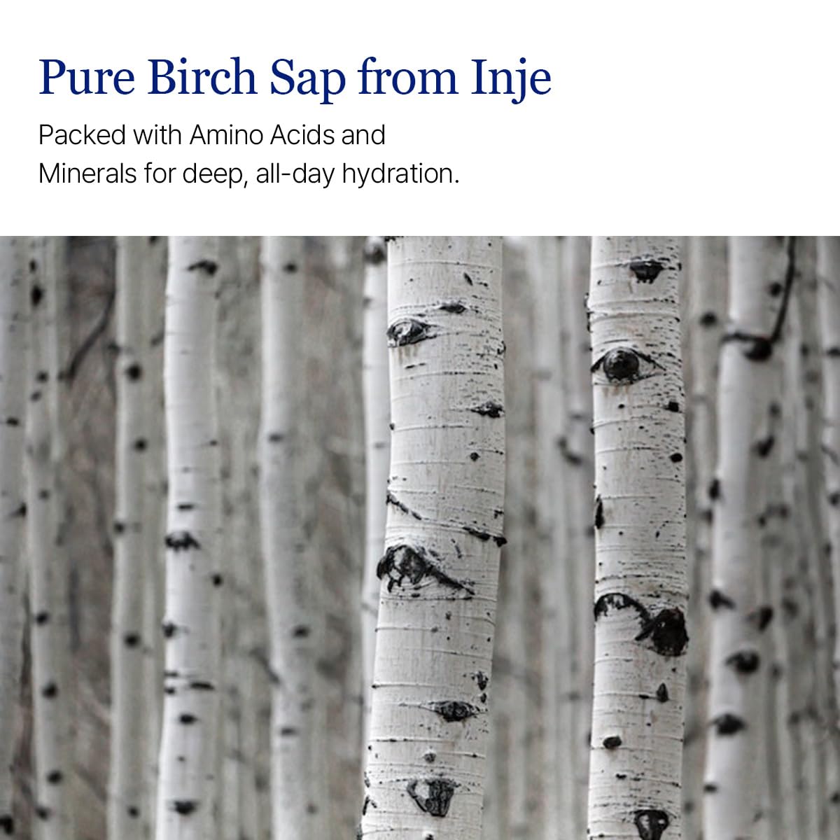 Birch Juice Moisturizing Toner (Unscented) | Vita Hyaluronic Acid, Alcohol-Free, Fragrance & Essential Oil-Free Hydrating Toner (10.1fl.oz)