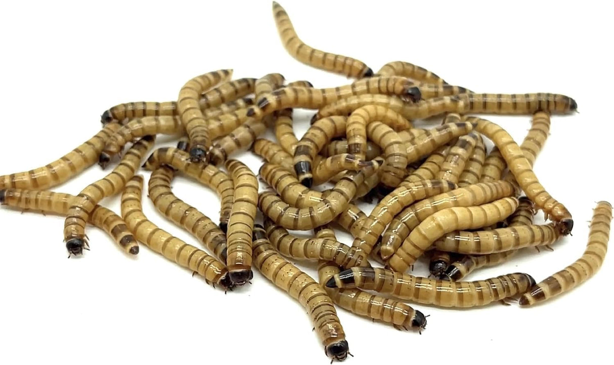Superworm CO - 1000ct Live Superworms - Large 1.75"-2"+ - (1000)