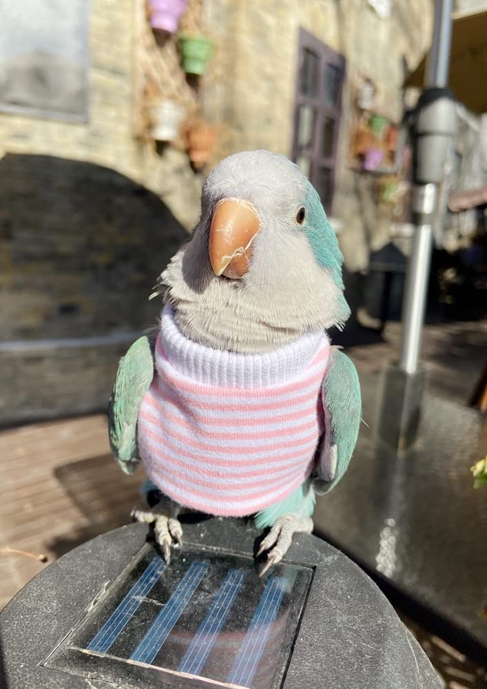 Bird Clothes - Handmade Cotton Stripe Shirt Round Collar Sweater Flight Suit for Parrots African Greys Parakeet Cockatiel Sun Conure Christmas Halloween Cosplay Apparel Bird Supplies (5XL,Pink)