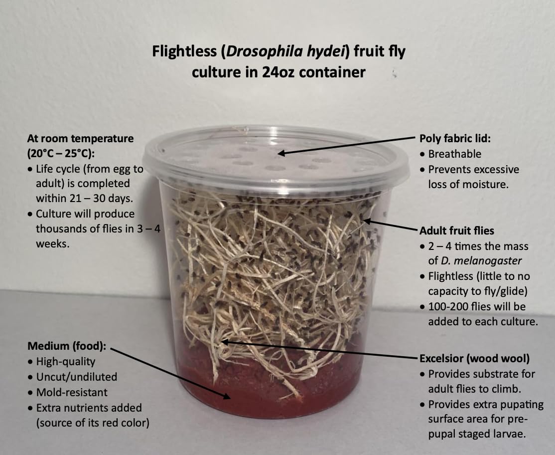 BugBoy4Ever Flightless (Drosophila hydei) Fruit Fly Culture - *Newly inoculated*
