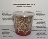 BugBoy4Ever Flightless (Drosophila hydei) Fruit Fly Culture - *Newly inoculated*