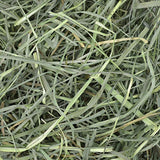 Oxbow Animal Health Orchard Grass, Guinea Pig Hay, Rabbit Hay, Small Pet Bunny Supplies, All Natural Grass for Guinea Pig, Bunny, Chinchilla & Hamster, Oxbow Rabbit Supplies for Bunnies, 9 lb. box