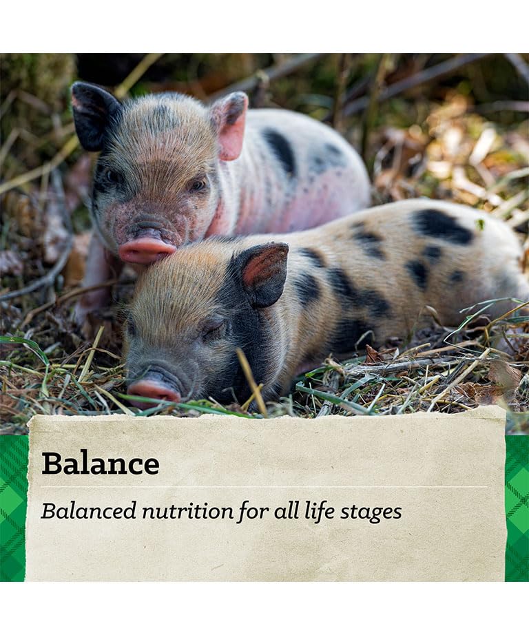 Nutrena Country Feeds Mini Pig Feed 16% Pellet 50 Pounds